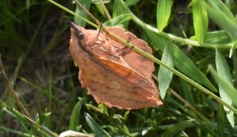 Gastropacha quercifolia (Lasiocampidae)?